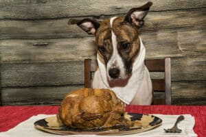 dog and turkey on a plate