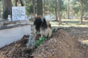 Dog on the grave site of how owner