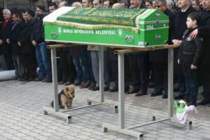 Dog sitting by the casket of his owner