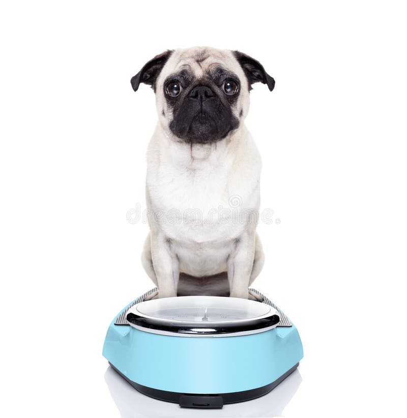 nutritional-requirements-for-dogs-differ-at-various-life-stages-happy