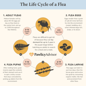 knowing the life cycle helps to prevent fleas on your dog and in your home