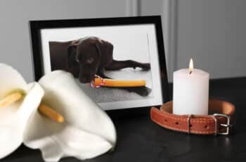 photo of dog and flower