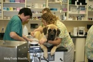 vet caring for a malnourished mastiff