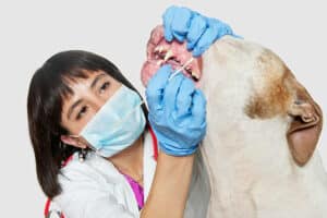 vet swabbing a dogs mouth for DNA test