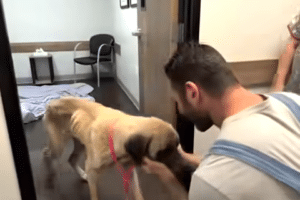 malnourished dog rescued