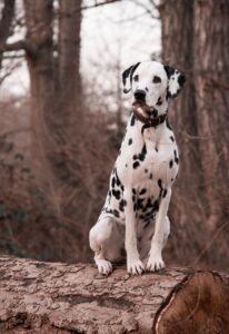 Dalmation in the woods
