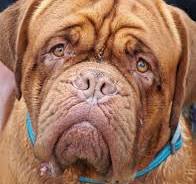 Bull Mastiff