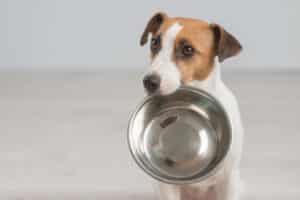 hungry dog with a bowl in its mouth