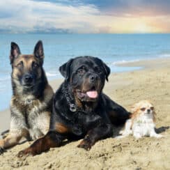three dogs pf different breeds