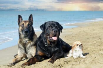 three dogs pf different breeds