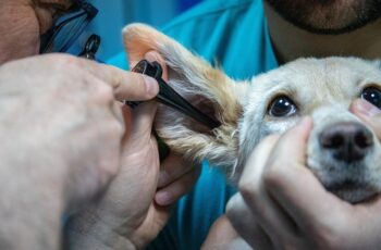vet inspecting a dog's ear