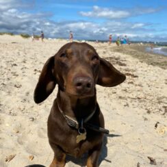 Rocky the Dachshund at the beach