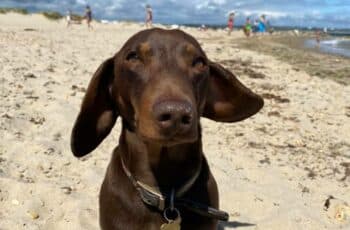 Rocky the Dachshund at the beach