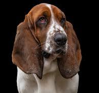 Basset Hound
