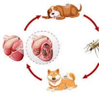 heartworm cycle drawing