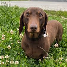 Rocky the Dachshund