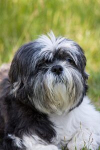 Shih Tzu