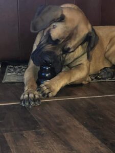 mastiff chewing kong toy dental care for dogs strong chewer