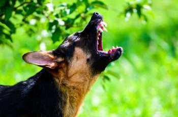 an angry dog barks for unknown problem