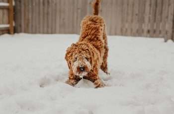 Golden Doodle in the snow may need help to keep safe and warm
