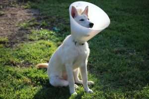 dog with a cone after neutering