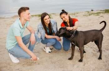 dog on beach meeting friends as part of socializing your dog