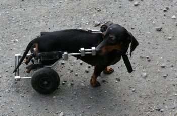 dog with a canine stroke using a walling aid