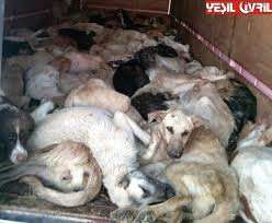 The Truth About Puppy Mills - Happy Mutt