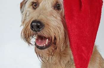 dog in a gift box wearing a Santa hat