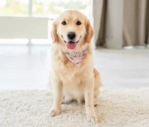 Gotlden Retriever sitting on carpet.