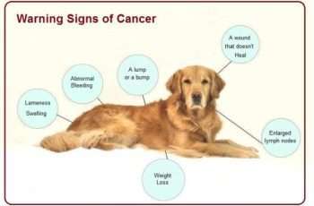 cartoon of a dog listing canine cancer symptoms