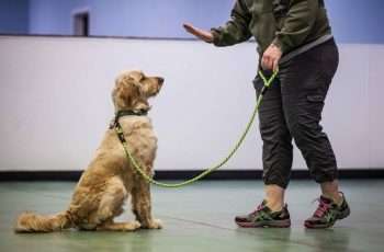 dog and a dog trainer