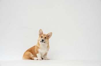 Corgi turning its head sideways