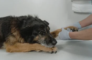 rescue dogs should see a vet