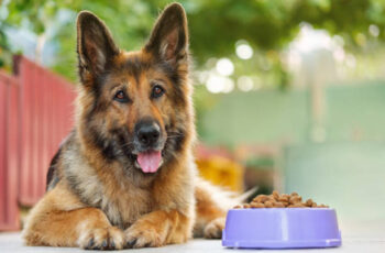 best dog food for large breed dogs with German Shep and his bowl
