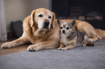 When is a dog truly senior? To some extent, it depends on the breed.