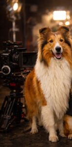 lassie look alike dog representing dogs in movies and television