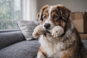 separation anxiety in dogs after divorce or household change
