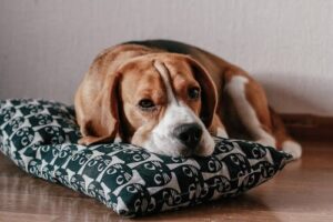 Bored dog lying on a pillow showing low engagement and inactivity