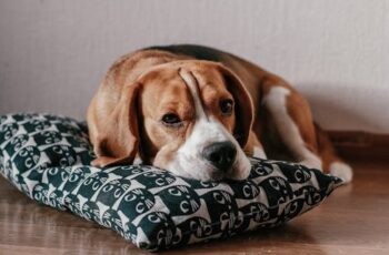 Bored dog lying on a pillow