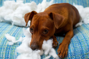 dog chewing stuffing from pillow showing early destructive chewing behavior due to boredom or anxiety